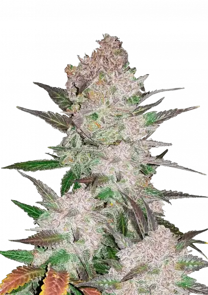 Photo of Cream Cookies Auto