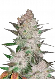 Photo of Cream Cookies Auto