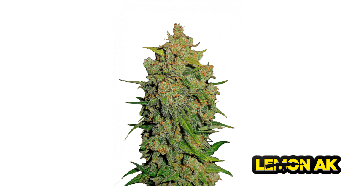 Lemon AK Auto — breeder photo