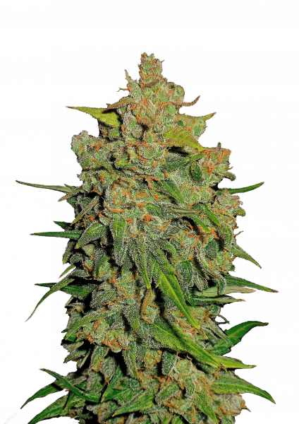 Lemon AK Auto
