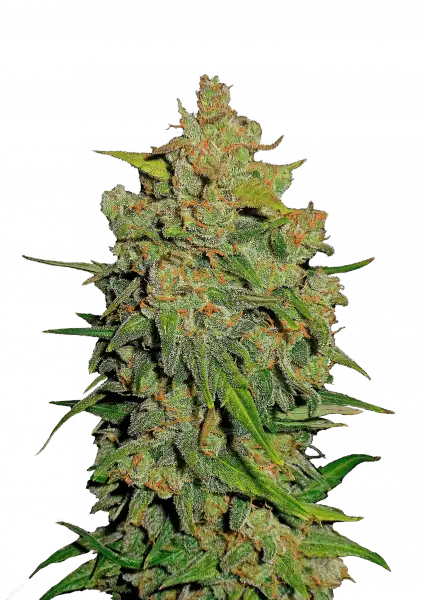 Photo of Lemon AK Auto