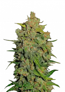 Photo of Lemon AK Auto