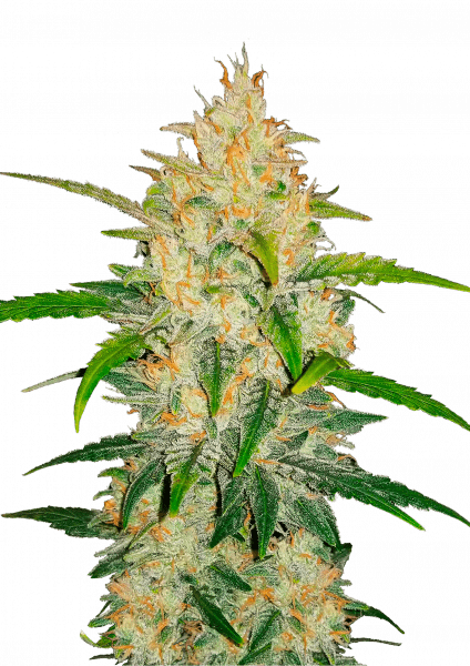 Z Auto cannabis strain by Fast Buds
