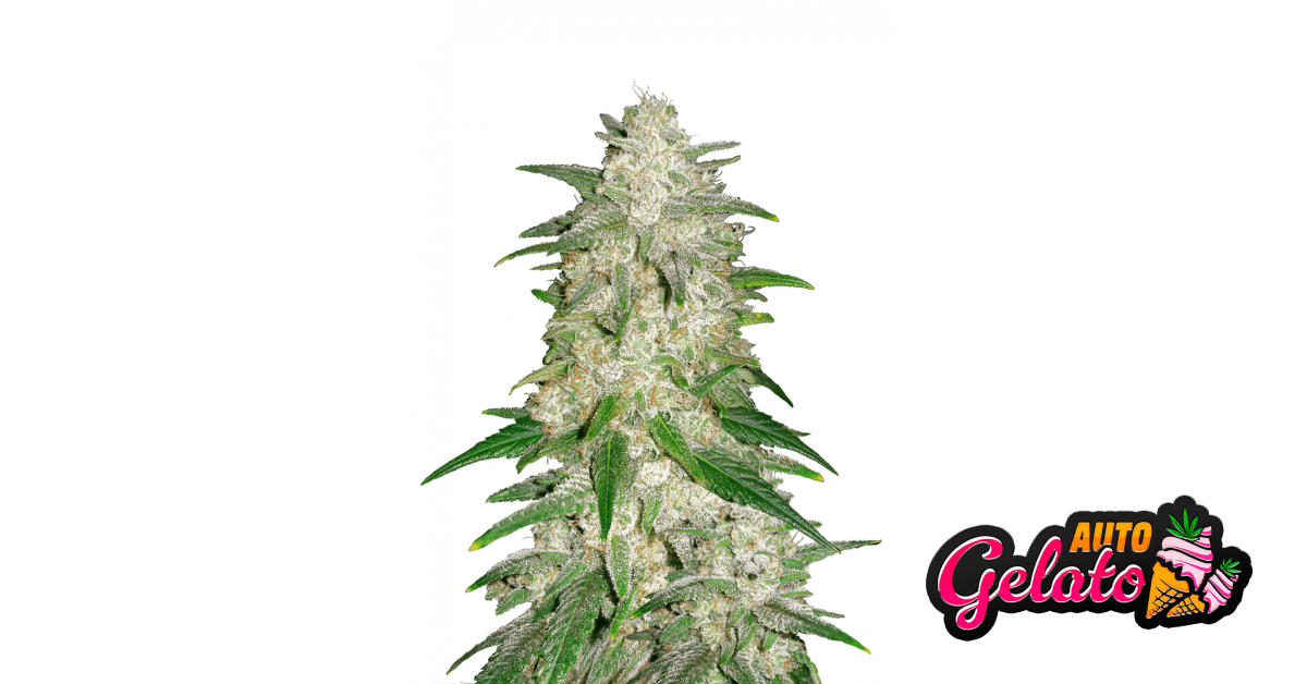 Gelato Auto