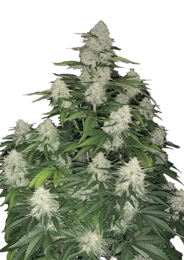 Photo of Gelato Auto