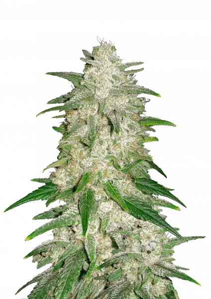 Photo of Gelato Auto