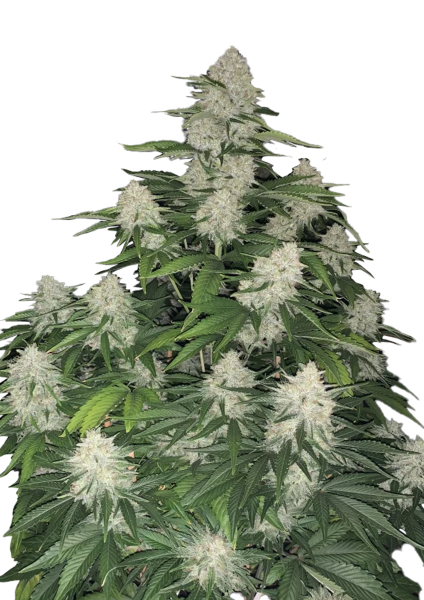 Gelato Auto