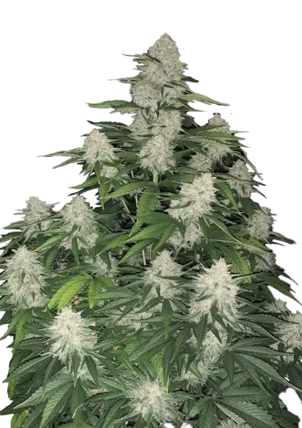 Photo of Gelato Auto