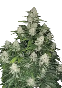 Photo of Gelato Auto