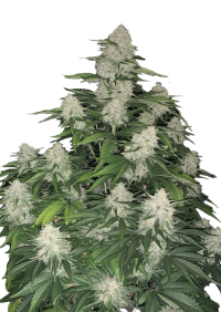 Gelato Auto