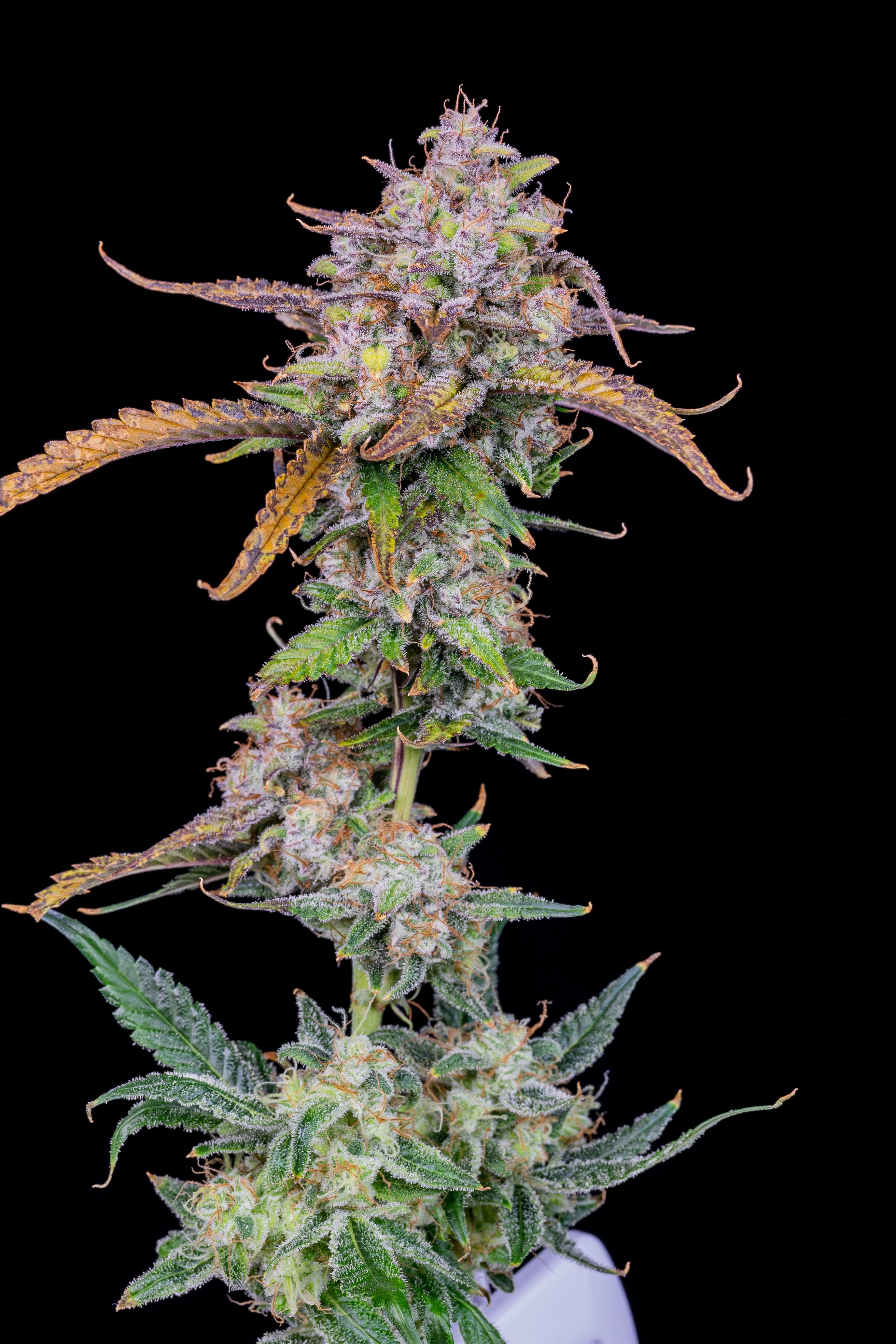 Buy Gorilla Zkittlez Auto Cannabis Seeds - Fast Buds