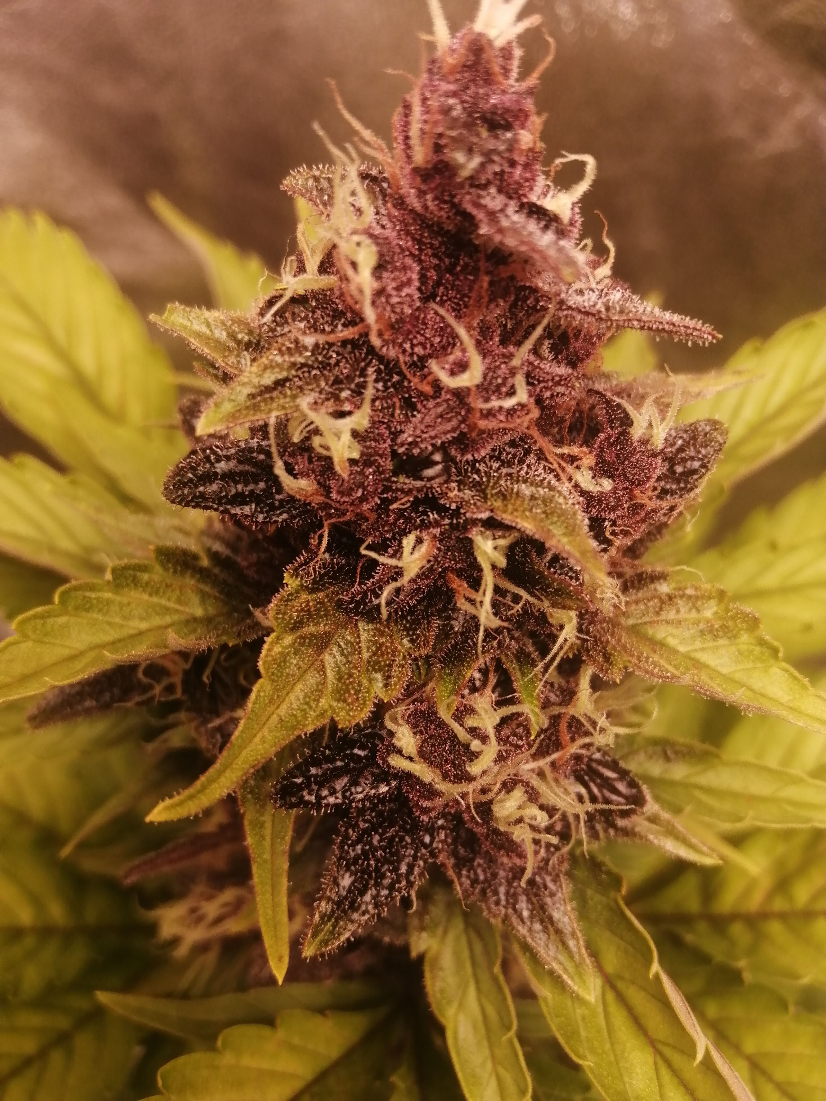 Buy Fastberry Auto Cannabis Seeds Fast Buds Buy Fastberry Auto Cannabis Seeds Fast Buds