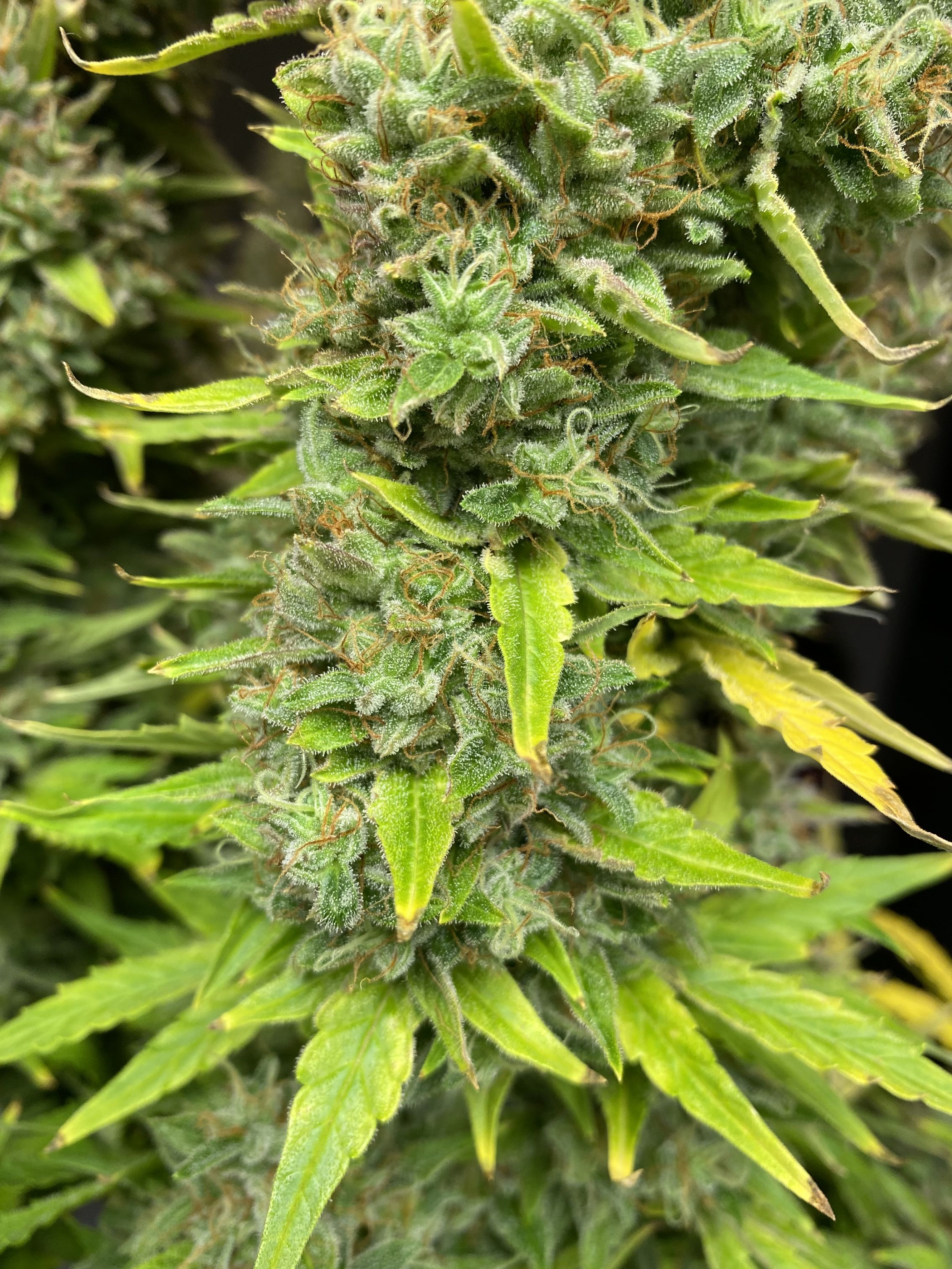 Northern Lights Auto Cannabis Seeds – Buy Northern Lights Weed Strain ...