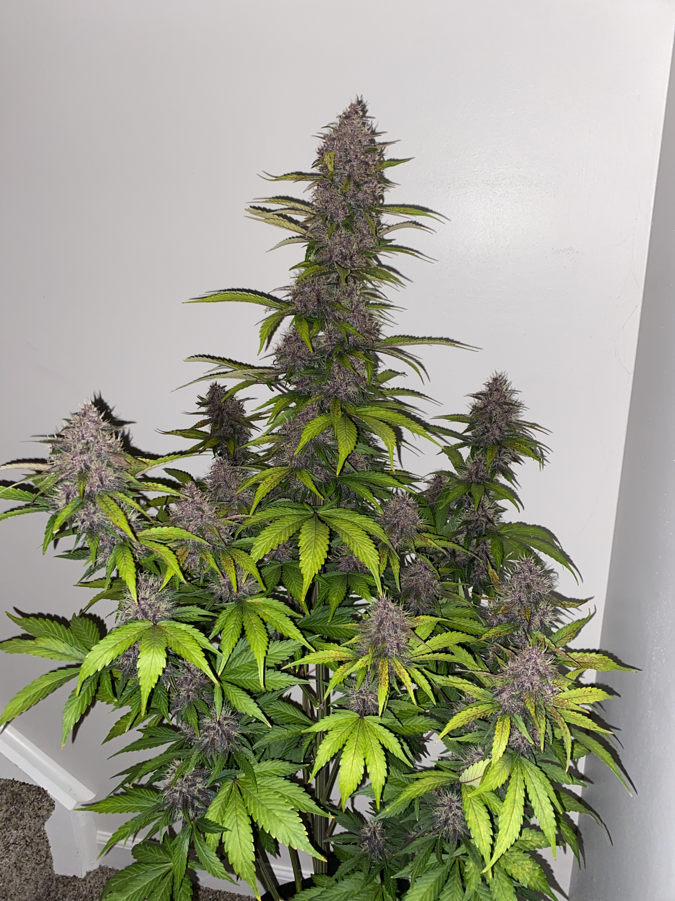 Purple Lemonade Feminised Seeds Fast Buds Autoflowering Cannabis Seeds