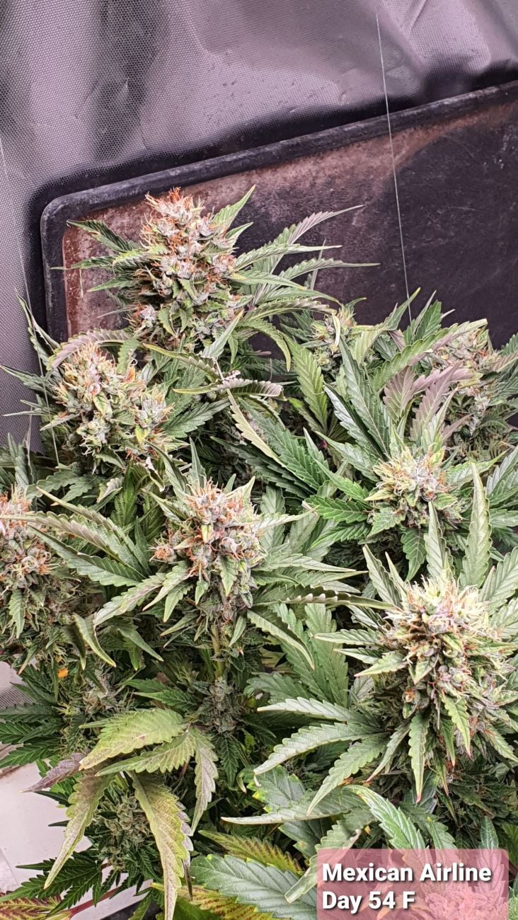 Buy Mexican Airlines Auto Cannabis Seeds