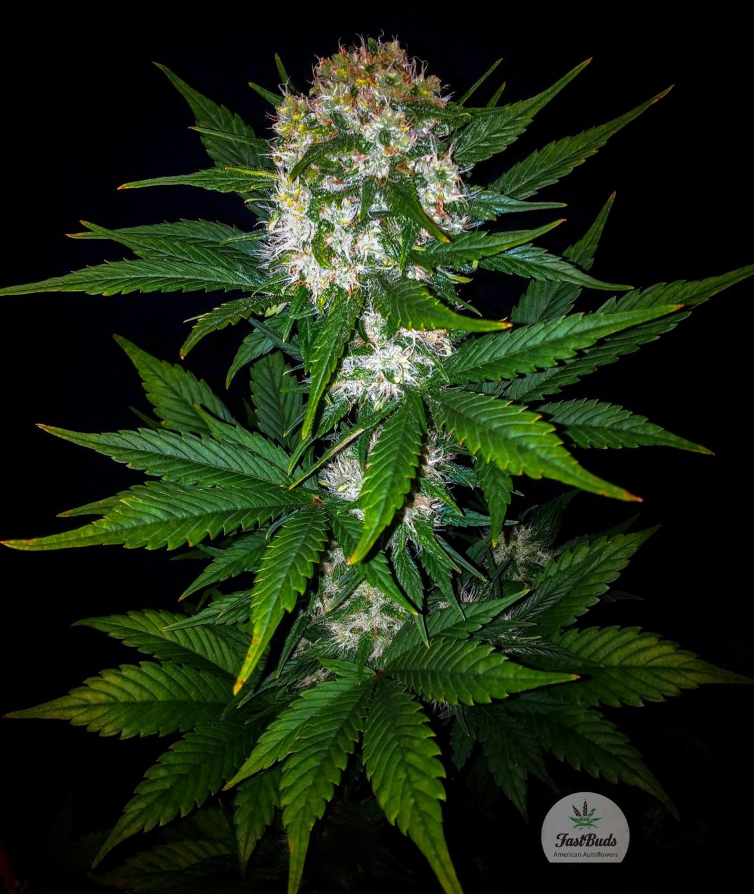 Mexican Airlines Auto Feminized by Fast Buds - THGrow (Growshop Online)