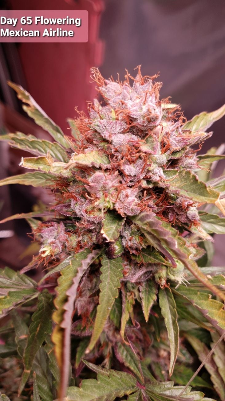 Fast Buds Mexican Airlines Auto grow journal by DudeGrowsWeed - GrowDiaries
