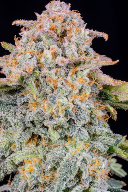 Buy Cherry Cola Auto Cannabis Seeds | Fast Buds