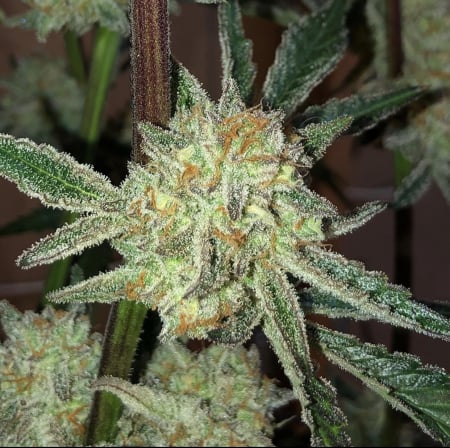 Buy Strawberry Pie Auto Cannabis Seeds | Fast Buds