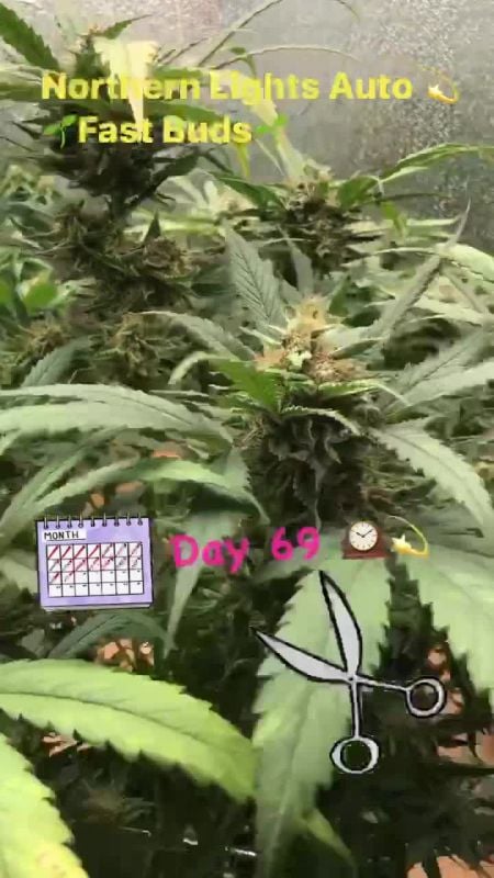 Northern Lights Auto Cannabis Seeds – Buy Northern Lights Weed Strain ...