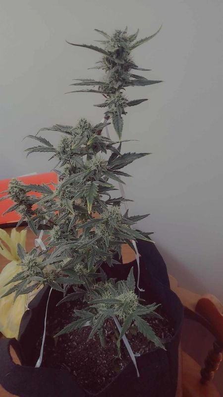 Buy AK Auto Cannabis Seeds | Fast Buds