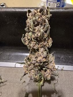 Review photo #3