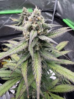 Review photo #3