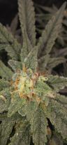 Review photo #10
