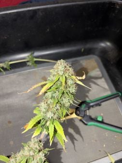 Review photo #1