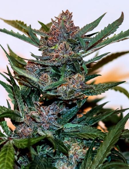 Buy Gorilla Punch Auto Cannabis Seeds | Fast Buds