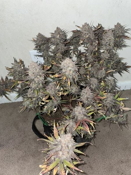 Big Bud Auto Cannabis Seeds – Buy Big Bud Weed Strain, Cannabis Yield ...