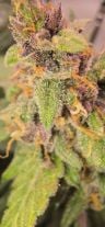 Review photo #9