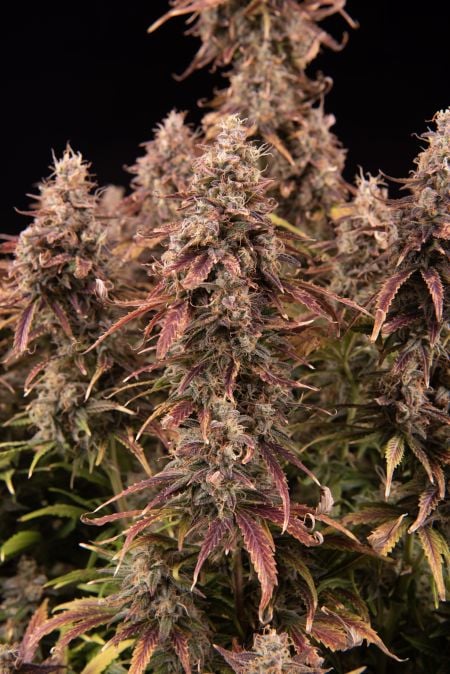 Buy Apricot Auto Cannabis Seeds | Fast Buds