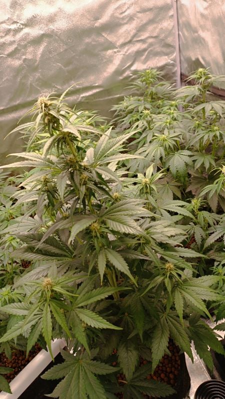 Buy Purple Punch Auto Cannabis Seeds