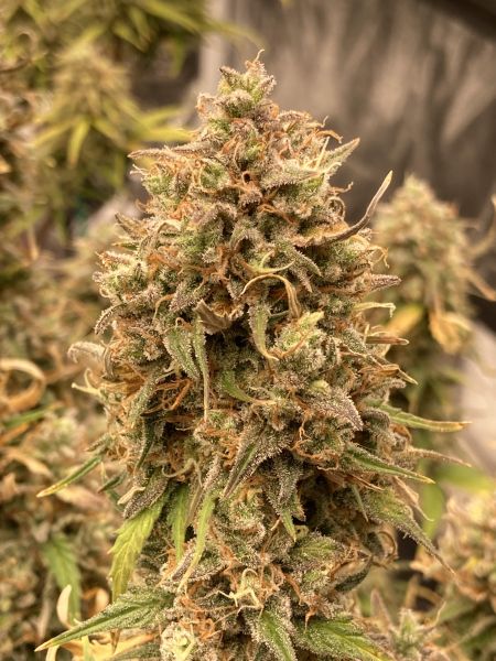 Buy Forbidden Runtz Auto Cannabis Seeds | Fast Buds