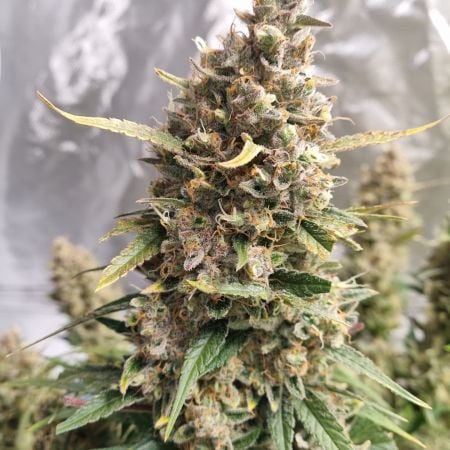 Buy Mimosa Cake Auto Cannabis Seeds | Fast Buds