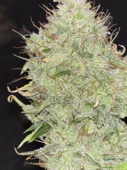Review photo #3