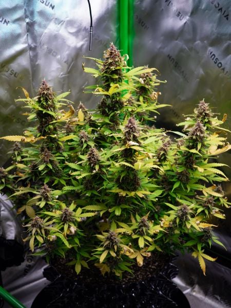 Review photo #4