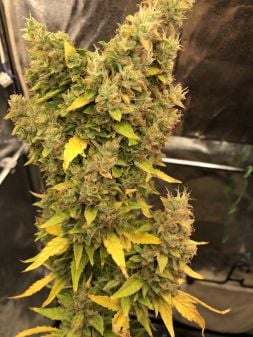 Northern Lights Auto Cannabis Seeds – Buy Northern Lights Weed Strain ...