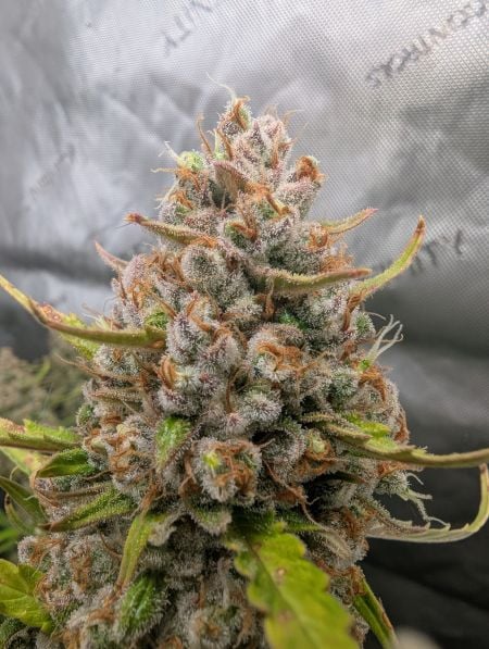 Review photo #2