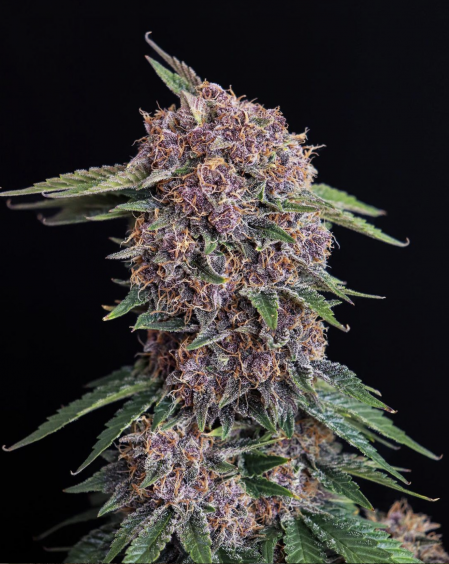 Buy Cherry Cola Auto Cannabis Seeds | Fast Buds