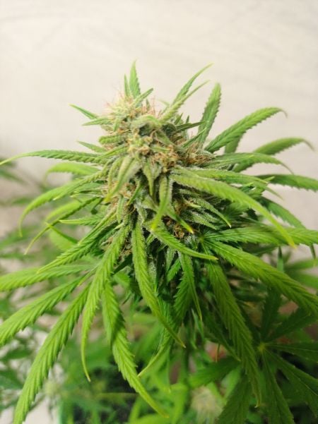 Buy West Coast O.G. Auto Cannabis Seeds | Fast Buds