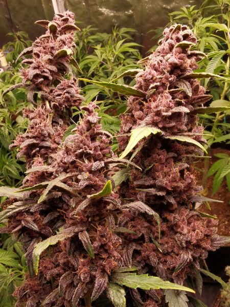 Buy LSD-25 Auto Cannabis Seeds | Fast Buds