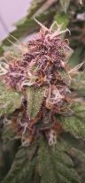 Review photo #5