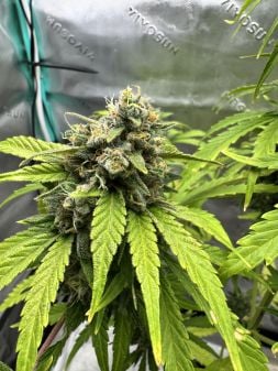 Review photo #7