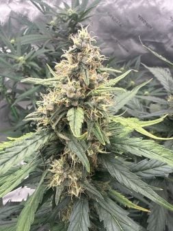 Review photo #2
