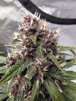 Review photo #2