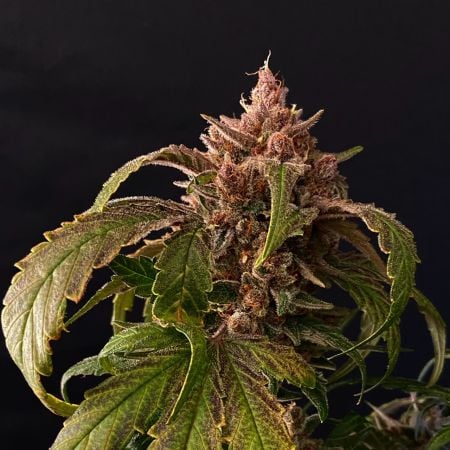 Gorilla Punch Auto, sweeter and more powerful cannabis