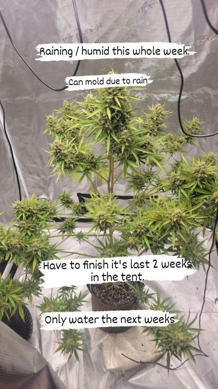 Semi di cannabis autofiorenti Girl Scout Cookies Auto