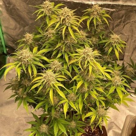 Buy Strawberry Gorilla Auto Cannabis Seeds | Fast Buds